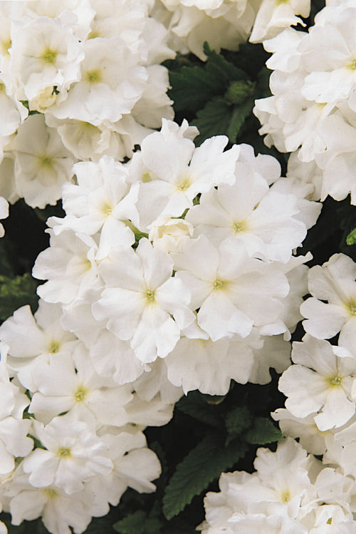 Verbena hybrida Quartz XP Series White 1000 semien
