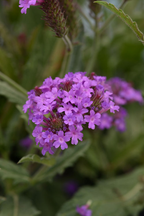 Verbena rigida Santos Purple 1000 semien
