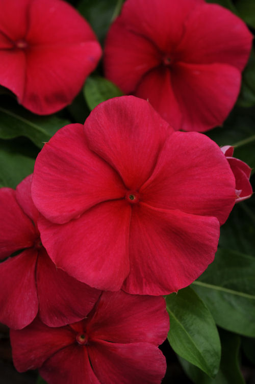 Vinca Catharanthus roseum previslá vinca Mediterranean XP Series Dark Red 20 semien