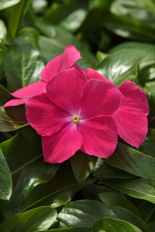 Vinca Catharanthus roseum previslá vinca Mediterranean XP Series Hot Rose 1000 semien