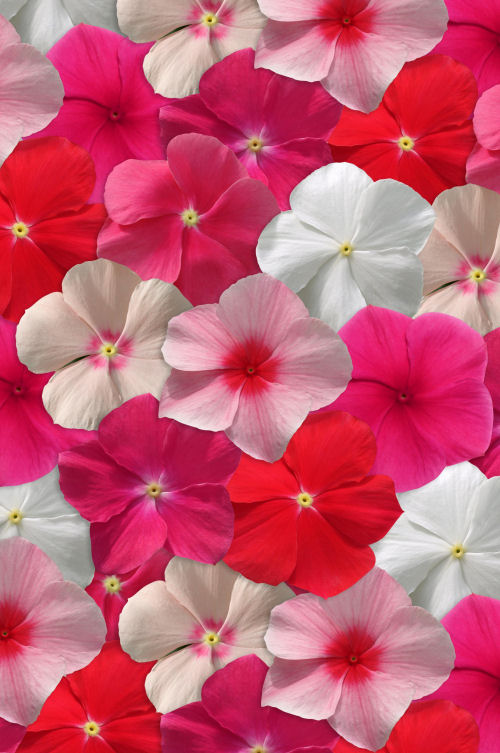 Vinca Catharanthus roseum previslá vinca Mediterranean XP Series Mix 20 semien