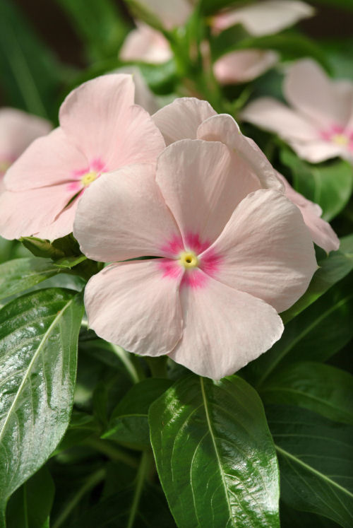 Vinca Catharanthus roseum previslá vinca Mediterranean XP Series Peach 1000 semien