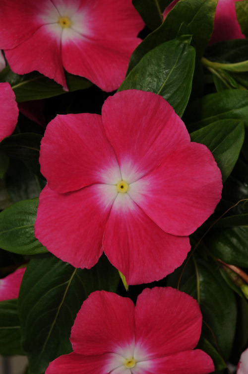 Vinca Catharanthus roseum previslá vinca Mediterranean XP Series Rose Halo 1000 semien