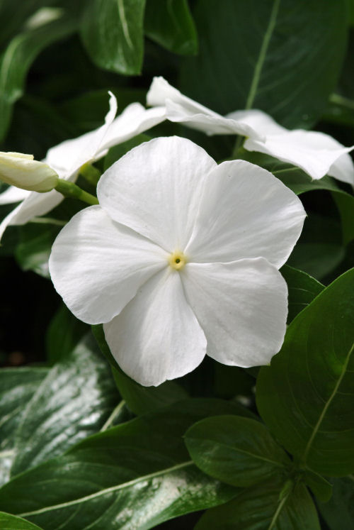 Vinca Catharanthus roseum previslá vinca Mediterranean XP Series White 1000 semien