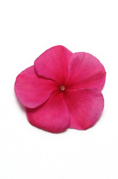 Vinca Catharanthus roseum vzpriamená vinca Pacifica XP Series F1 Burgundy 1000 semien