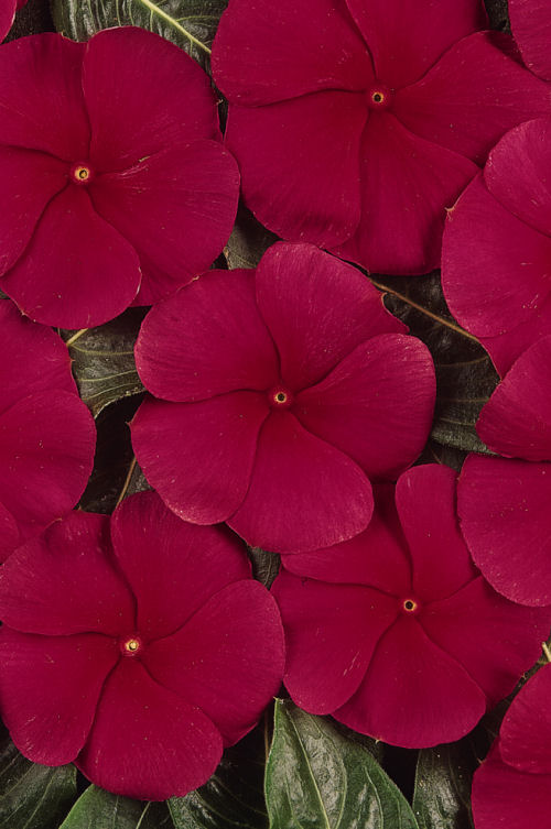Vinca Catharanthus roseum vzpriamená vinca Pacifica XP Series F1 Dark Red 20 semien