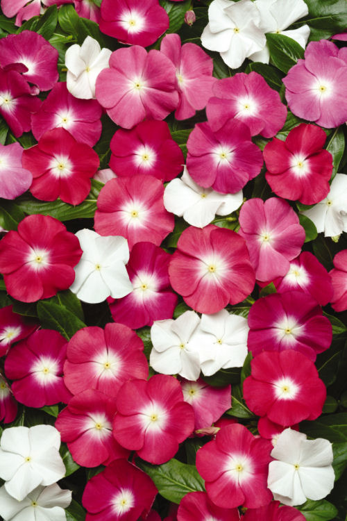 Vinca Catharanthus roseum vzpriamená vinca Pacifica XP Series F1 Mix Halo 1000 semien