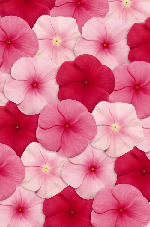 Vinca Catharanthus roseum vzpriamená vinca Pacifica XP Series F1 Mix Lipstick 1000 semien