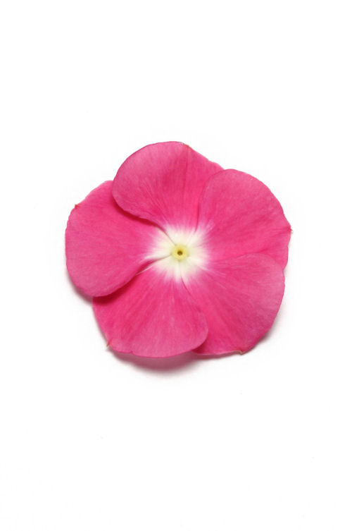 Vinca Catharanthus roseum vzpriamená vinca Pacifica XP Series F1 Magenta Halo 1000 semien