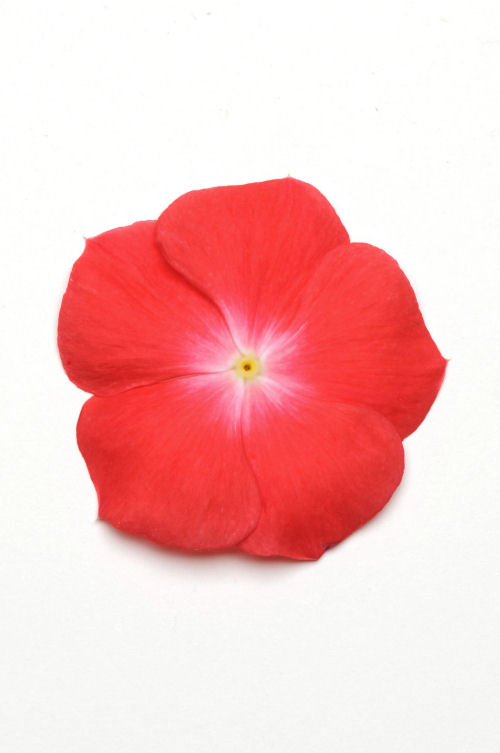 Vinca Catharanthus roseum vzpriamená vinca Pacifica XP Series F1 Orange 1000 semien