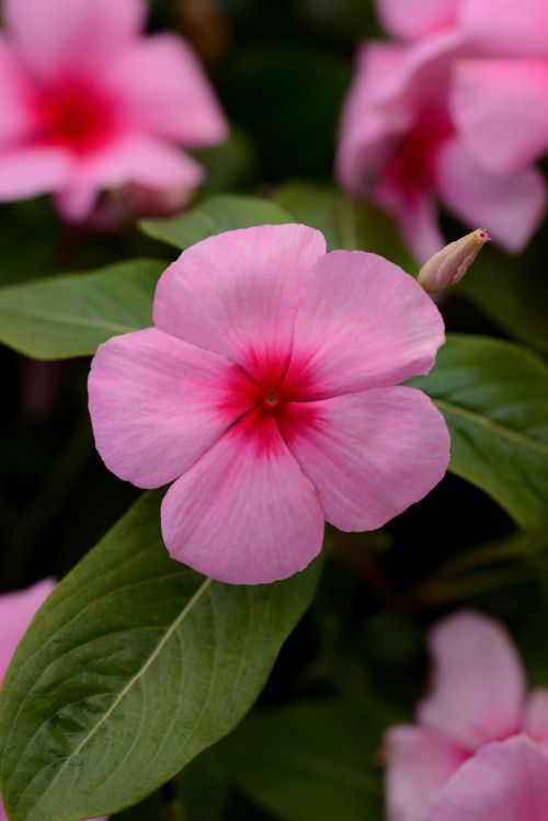 Vinca Catharanthus roseum vzpriamená vinca Titan Series F1 Blush 1000 semien