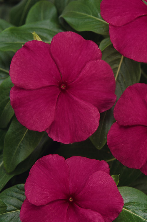 Vinca Catharanthus roseum vzpriamená vinca Titan Series F1 Burgundy 20 semien