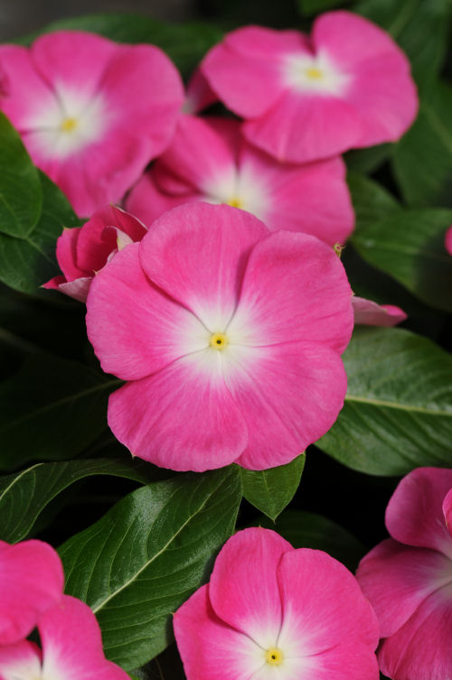 Vinca Catharanthus roseum vzpriamená vinca Titan Series F1 Rose Halo 1000 semien