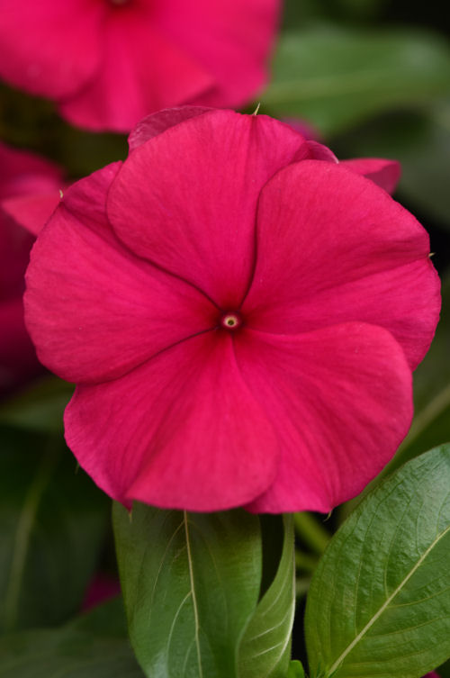 Vinca Catharanthus roseum s rezistenciou voči fytoftóre Valiant Series F1 Burgundy 1000 semien