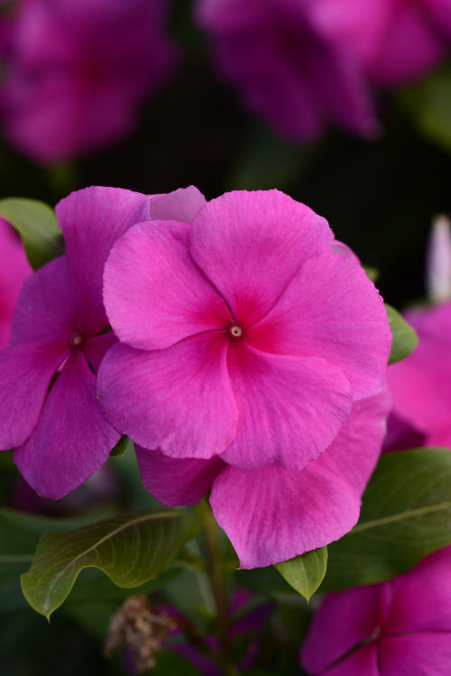 Vinca Catharanthus roseum s rezistenciou voči fytoftóre Valiant Series F1 Lilac 1000 semien