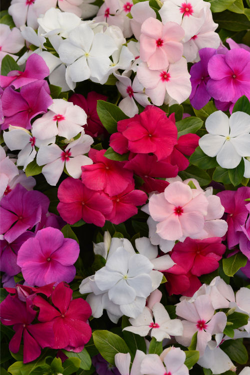 Vinca Catharanthus roseum s rezistenciou voči fytoftóre Valiant Series F1 Mix 1000 semien