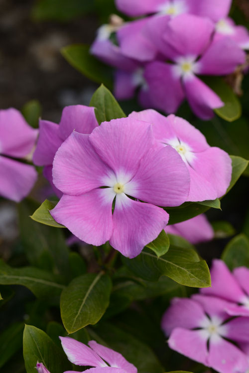 Vinca Catharanthus roseum s rezistenciou voči fytoftóre Valiant Series F1 Orchid 1000 semien
