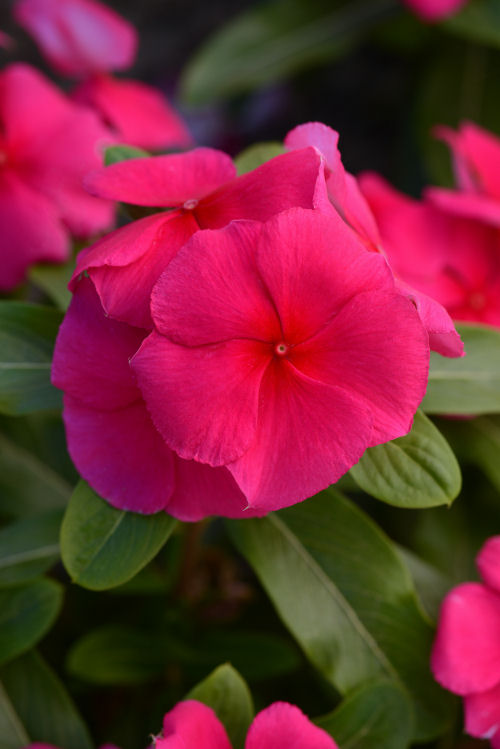 Vinca Catharanthus roseum s rezistenciou voči fytoftóre Valiant Series F1 Punch 1000 semien