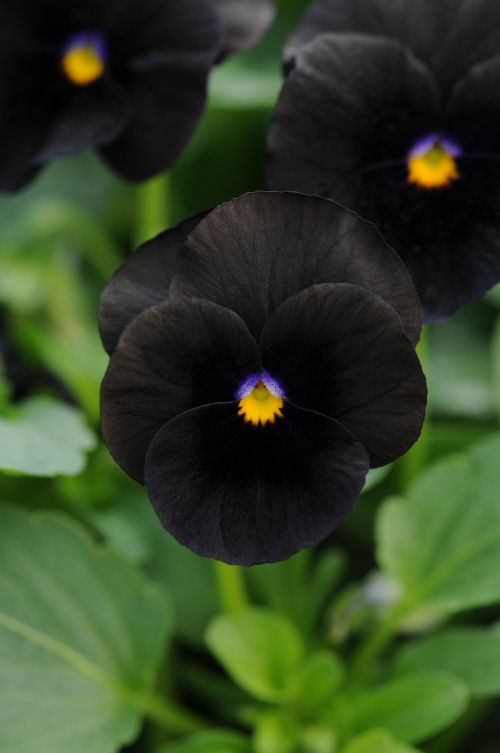 Viola cornuta Sorbet Series F1 Balck Delight 1000 semien
