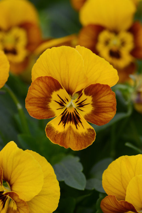 Viola cornuta Sorbet Series F1 Honey Bee 1000 semien