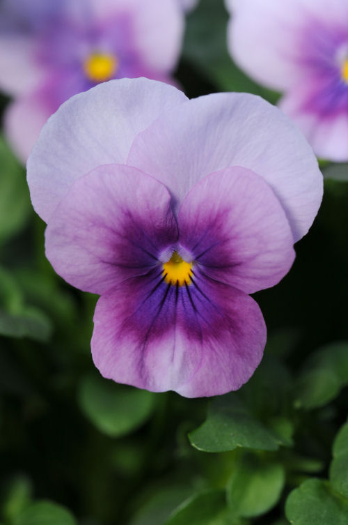 Viola cornuta Sorbet Series F1 Orchid Rose Beacon 1000 semien