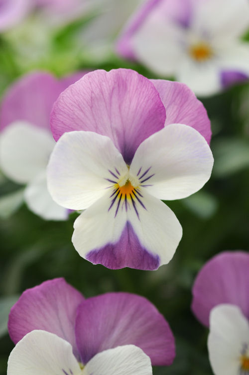 Viola cornuta Sorbet Series F1 Pink Wing 1000 semien