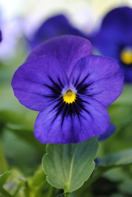 Viola cornuta Sorbet XP Series F1 Blue Botch 1000 semien