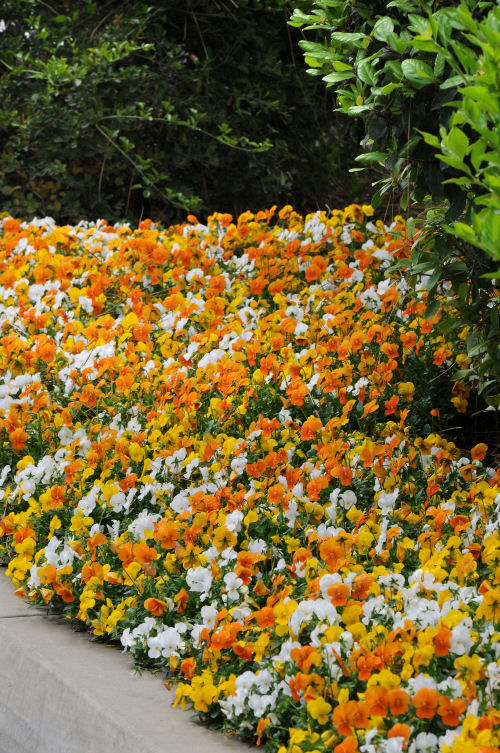 Viola cornuta Sorbet XP Series F1 Mix Citrus 1000 semien