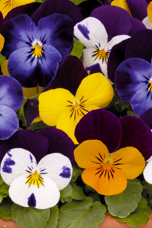 Viola cornuta Sorbet XP Series F1 Mix Jump Up 1000 semien