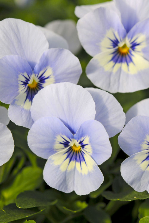 Viola cornuta Sorbet XP Series F1 Marina 1000 semien