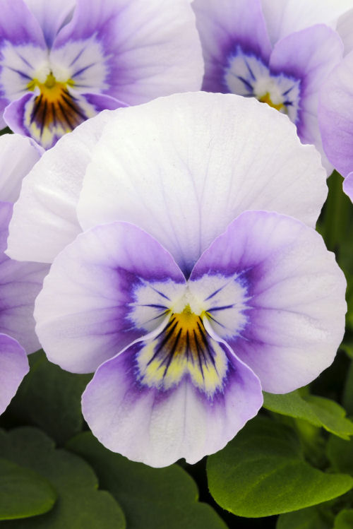 Viola cornuta Sorbet XP Series F1 Pink Halo 1000 semien