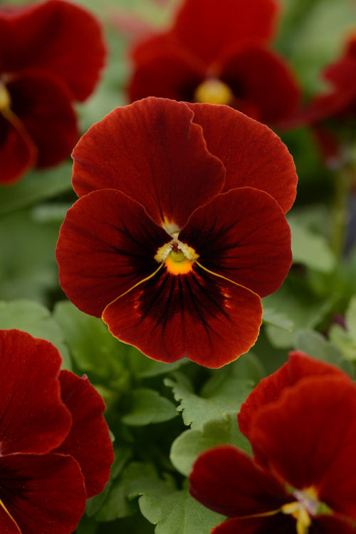 Viola cornuta Sorbet XP Series F1 Red Blotch 1000  semien