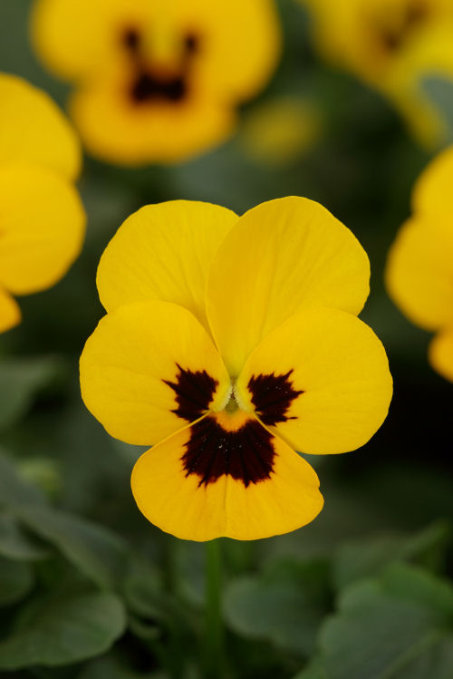 Viola cornuta Sorbet XP Series F1 Yellow Blotch Improved 1000 semien