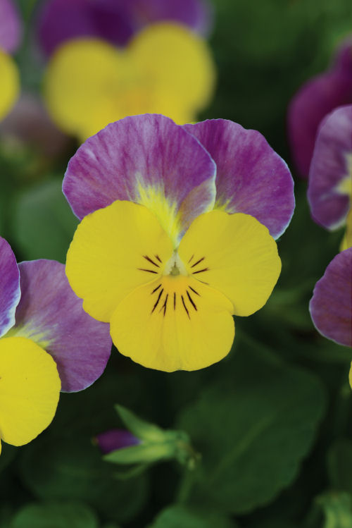 Viola cornuta Sorbet XP Series F1 Yellow Pink Jump Up 1000 semien
