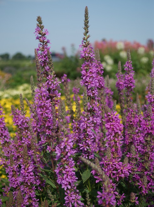 Lythrum salicaria, Vrbica vŕbovolistá Rosy Gem cca 50 semien