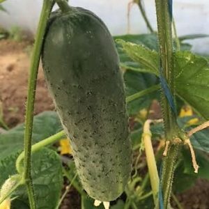 Uhorky nakladačky Bruno F1 (WS 605 F1) 100 semien