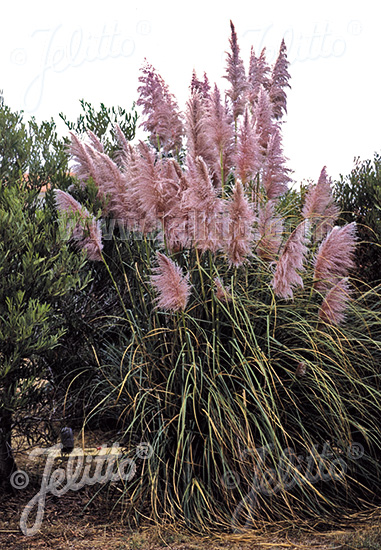 CORTADERIA selloana, pampová tráva Rosea cca 20 semien