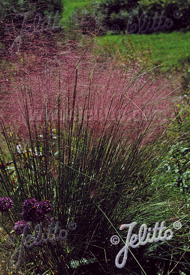 MUHLENBERGIA capillaris pure seed cca. 20 semien