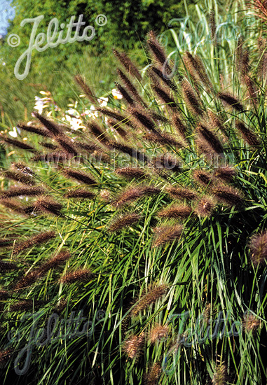 PENNISETUM alopecuroides var. Viridescens, Perovec cca. 20 semien