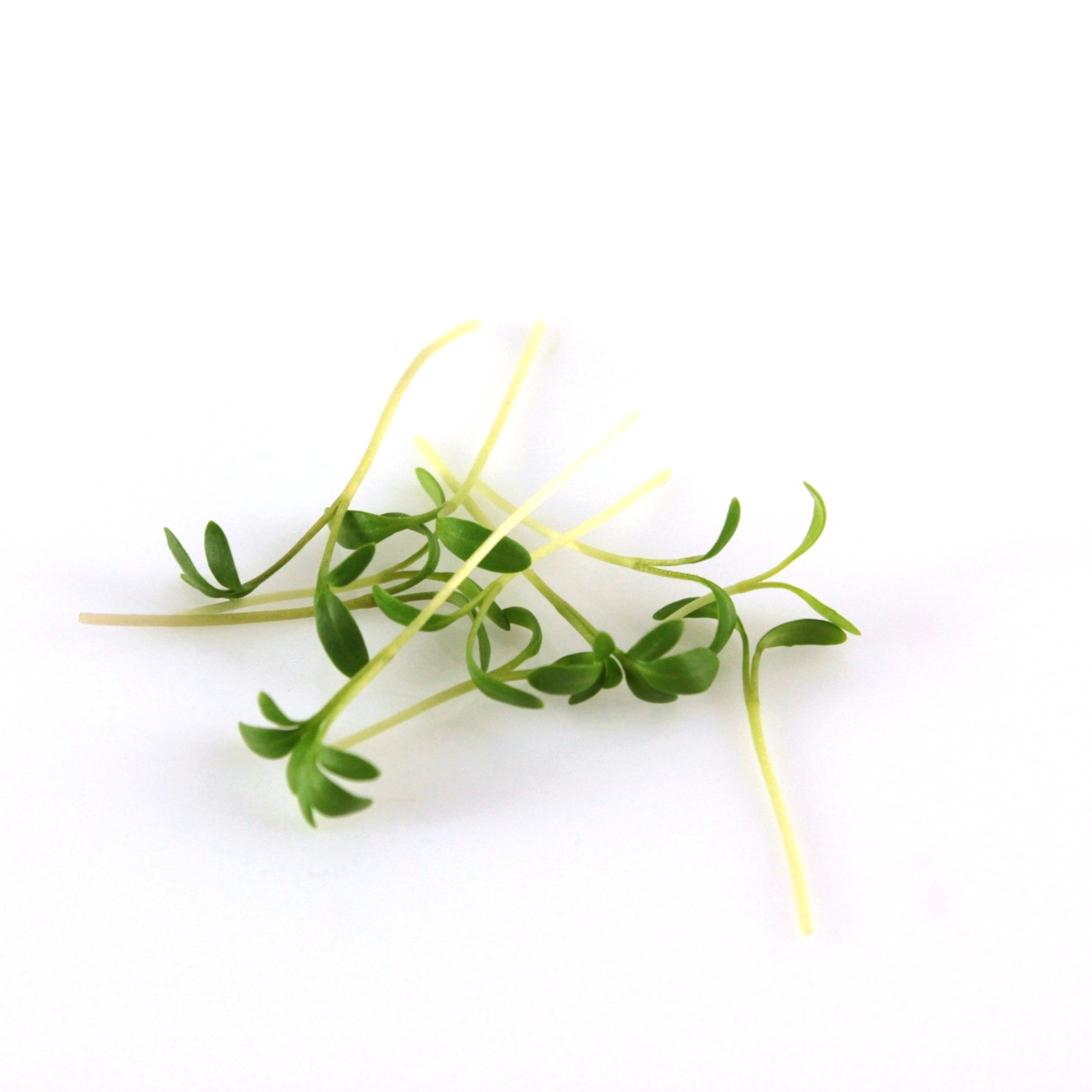 Žerucha semená na microgreens 100g