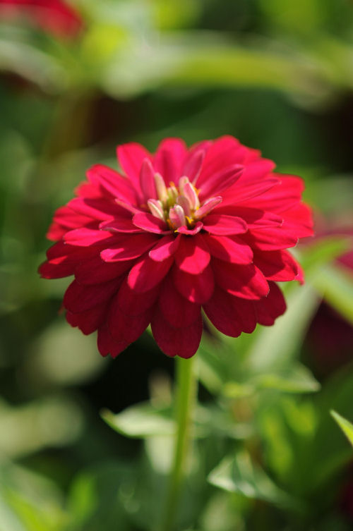 Zinnia marylandica Double Zahara Series Cherry 1000 semien