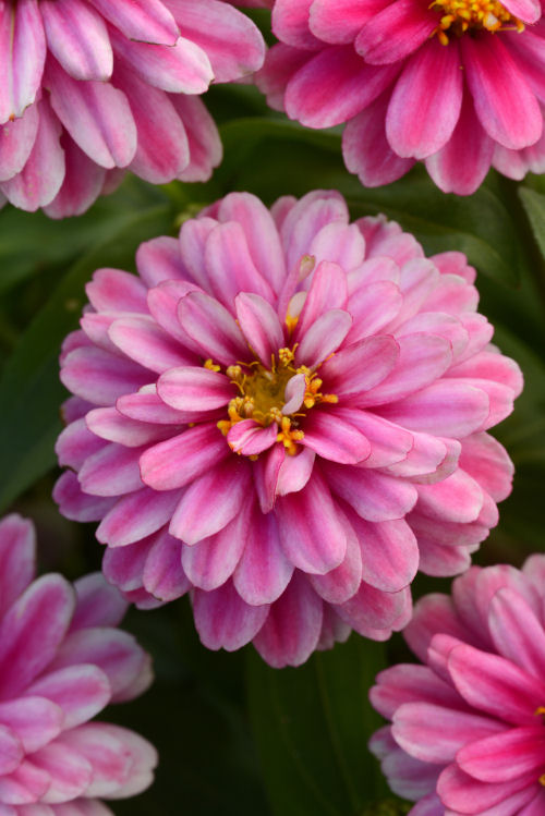 Zinnia marylandica Double Zahara Series Raspberry Ripple 1000 semien