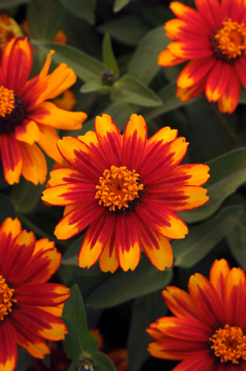 Zinnia marylandica Zahara Series Sunburst 1000 semien