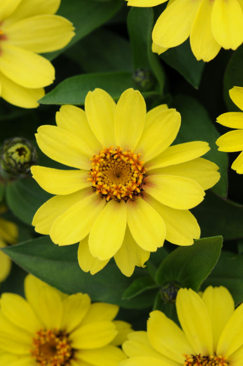  Zinnia marylandica Zahara Series Yellow 1000 semien