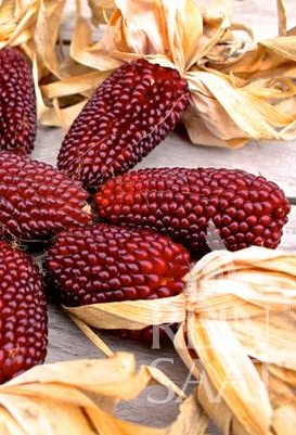 Kukurica okrasná aj jedlá jahodová Erdbeermais  cca 4,5 g